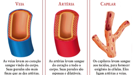 Vasos sangu&iacute;neos